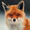 foxx