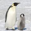 Big Fat Penguin