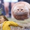 Hover CAT =^()_()^=