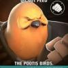 Pootis bird