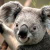 Mr.Koala