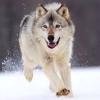 Wolf#Peace